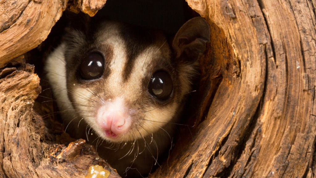 Close-up shot of a sugar glider with large black eyes and a pink nose peeking out from a circular hollow in a wooden tree trunk.