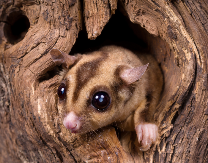 A sugar glider head peeking out from inside a hollow tree opening.