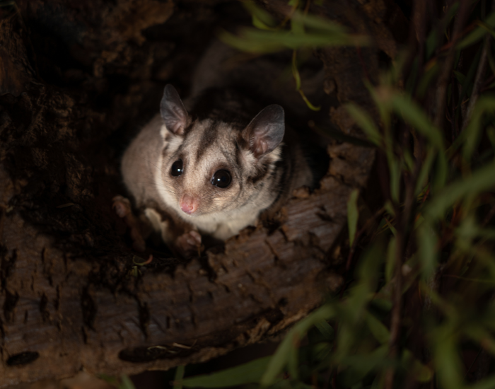 A sugar glider looking out from a dark tree hollow in low light.