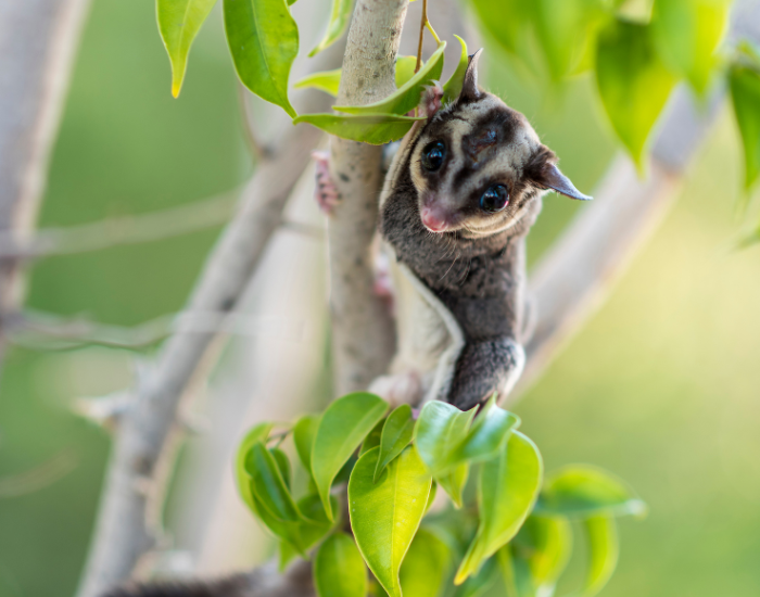 Side-profile of a sugar glider perched high on a wooden stump outdoors.
