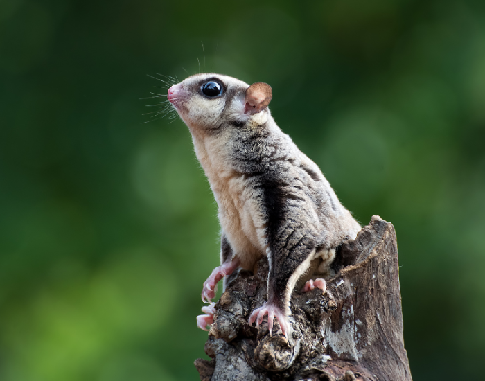 Side-profile of a sugar glider perched high on a wooden stump outdoors.