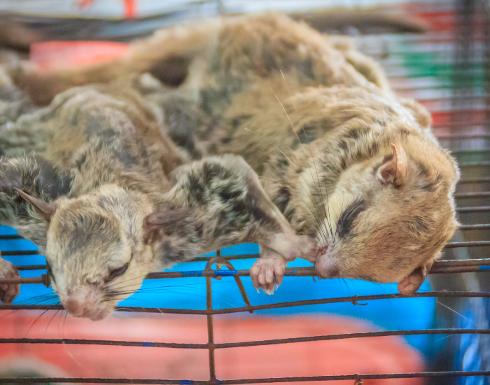 two colugos laying on a cage