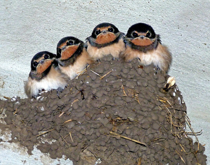a group of baby swallows inside a mud nest