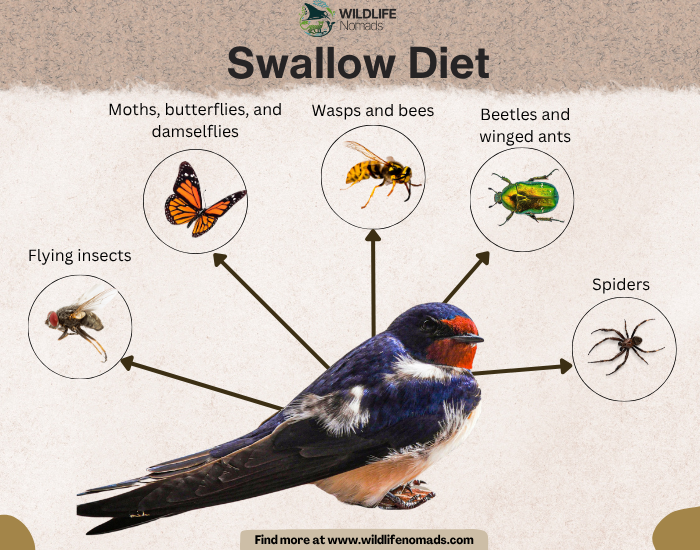 infographic showing the five main food sources of swallows