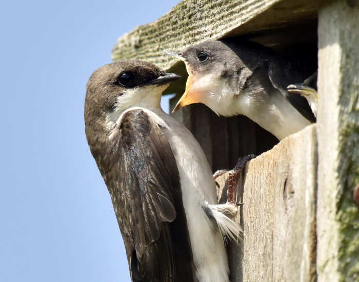 a swallow feeding its baby