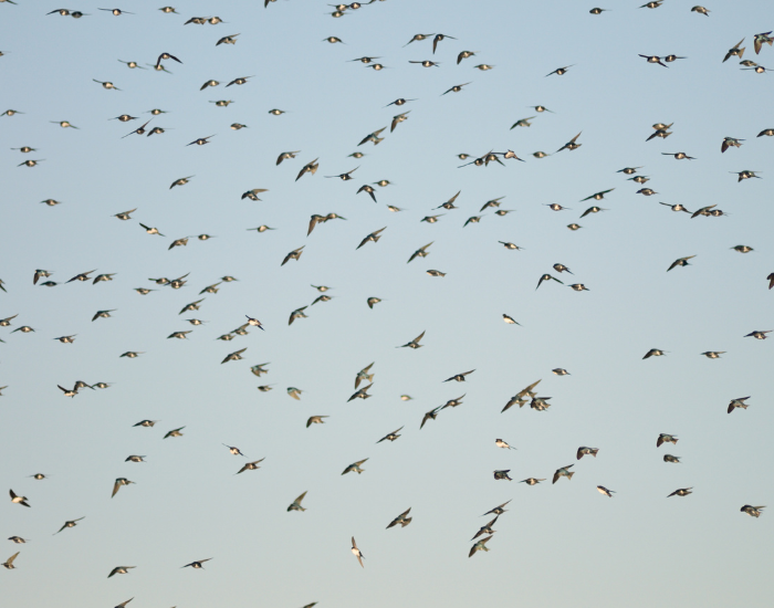 a flock of swallows flying high in the sky