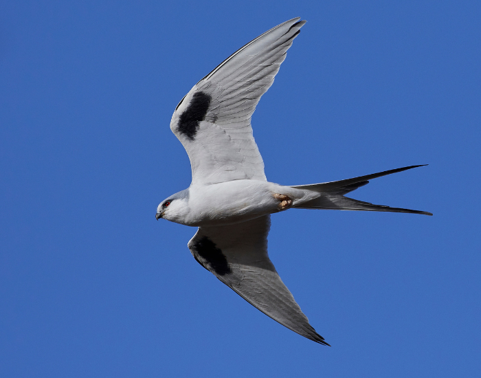 a swallow with a forked tail flying