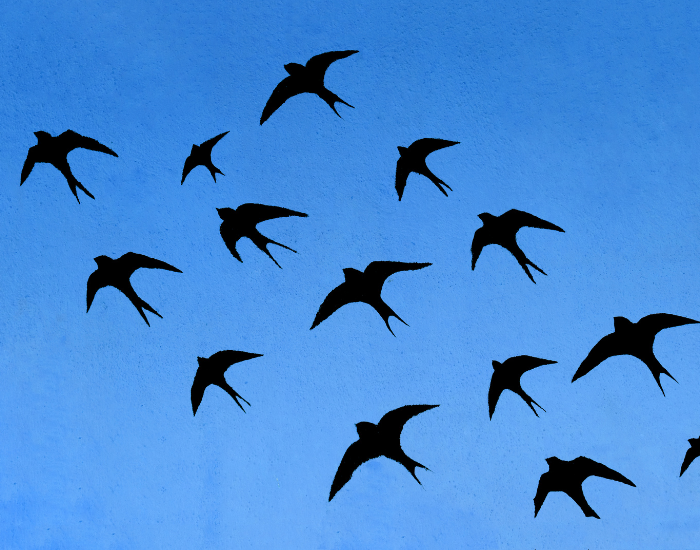group of swallows flyin