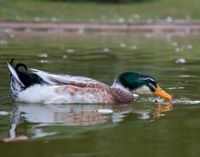 a rouen duck swimming