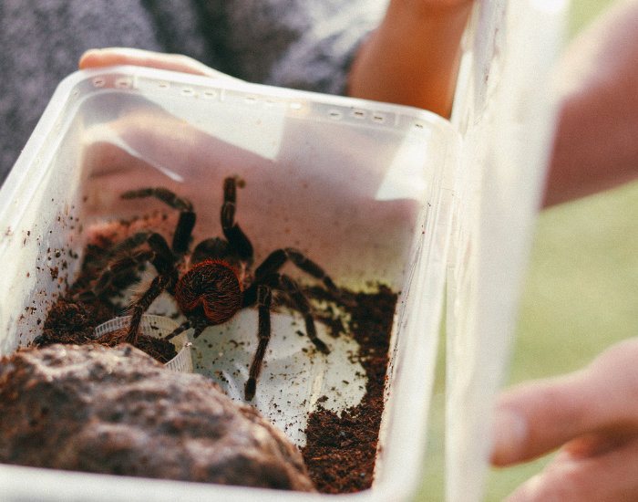 a tarantula inside a plastic container