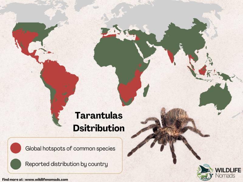 World map highlighting tarantula distribution, with red areas indicating global hotspots of common species and green indicating reported country distribution. A tarantula image and key are featured in the lower corners.