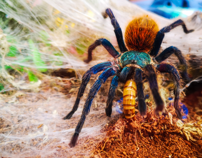 close up of a tarantula feeding