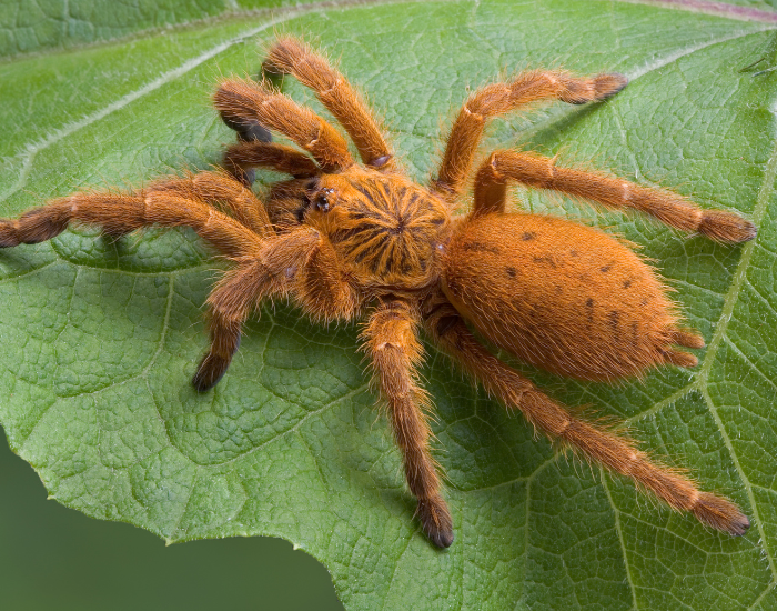 Top-down view of a bright orange-brown baboon tarantula displaying detailed body patterns while resting on a green leaf.