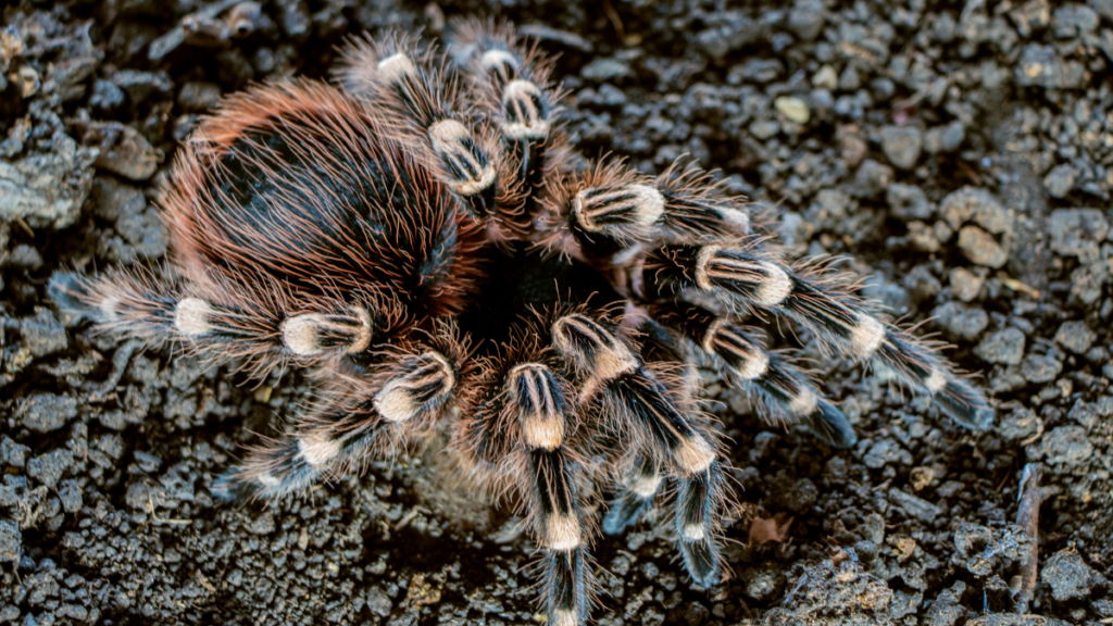 close up macro of a tarantula