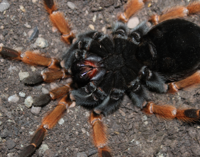 a tarantula shedding its skin