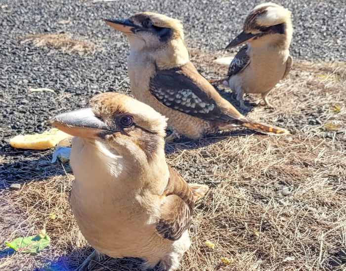 photo by cesar medina of three Kookaburras in sydney