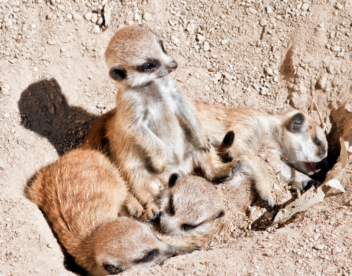 three baby sitte meerkats laying on the ground