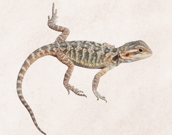 Translucent Bearded Dragon isolated illustration