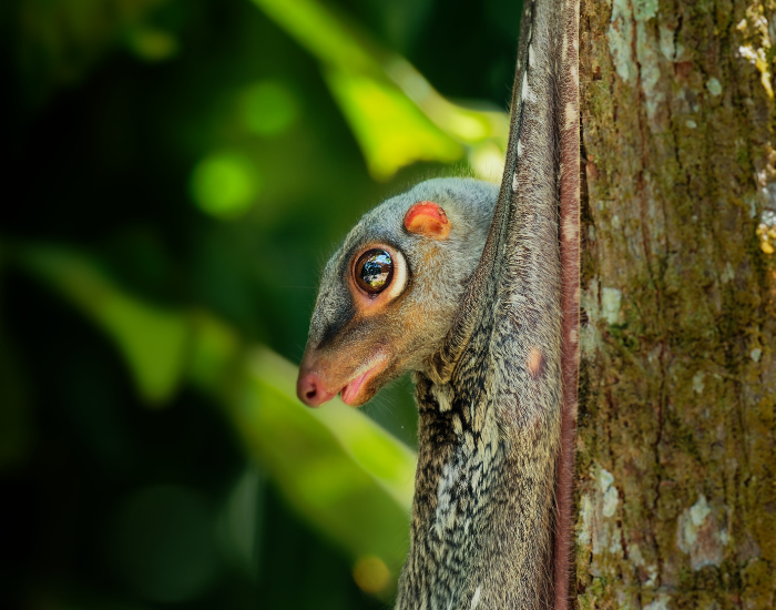 close up pf a colugo holding to a tree