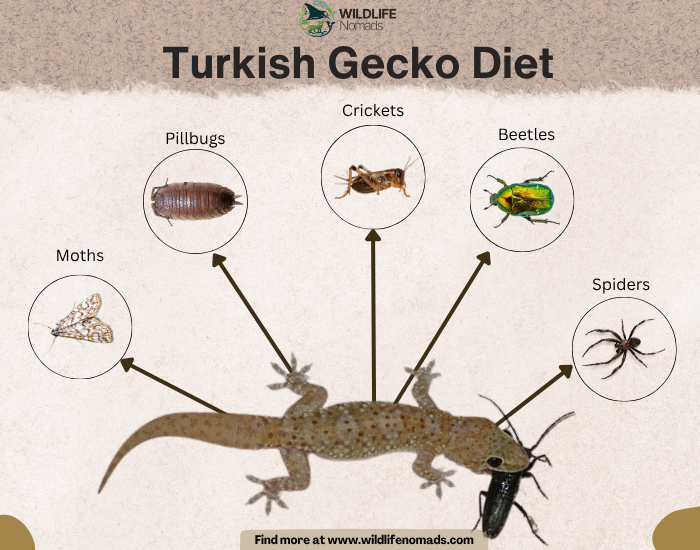 an infograhic of a turkish gecko showing the five main food sources