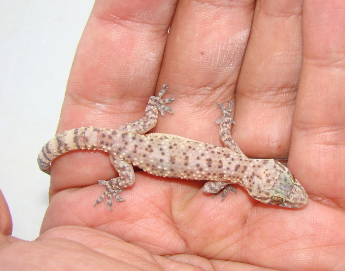 a small turkish gecko on. ahand