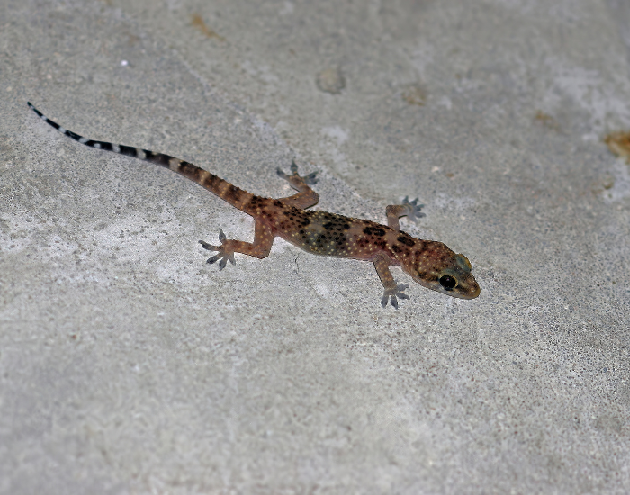 Turkish gecko crawling across a neutral wall surface.