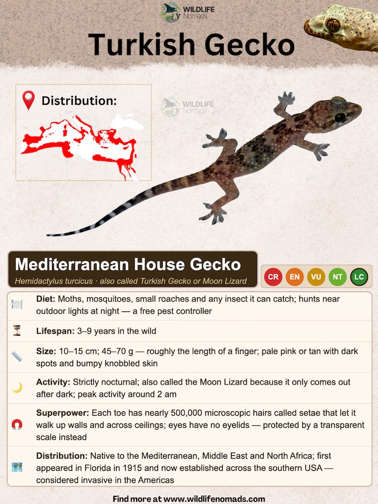 a species prpfile for the turkish gecko