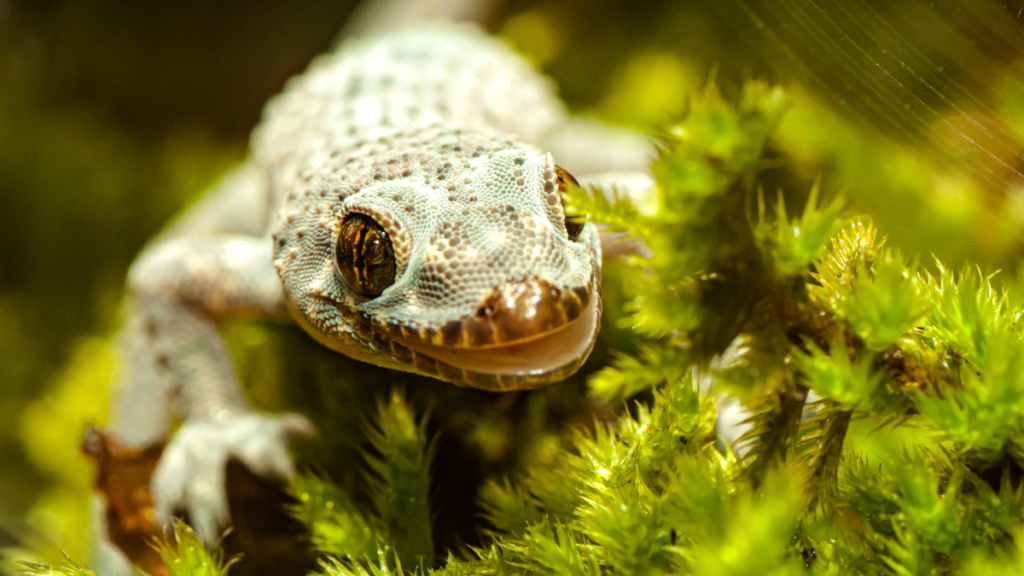 close up portrait of a turkish gecko