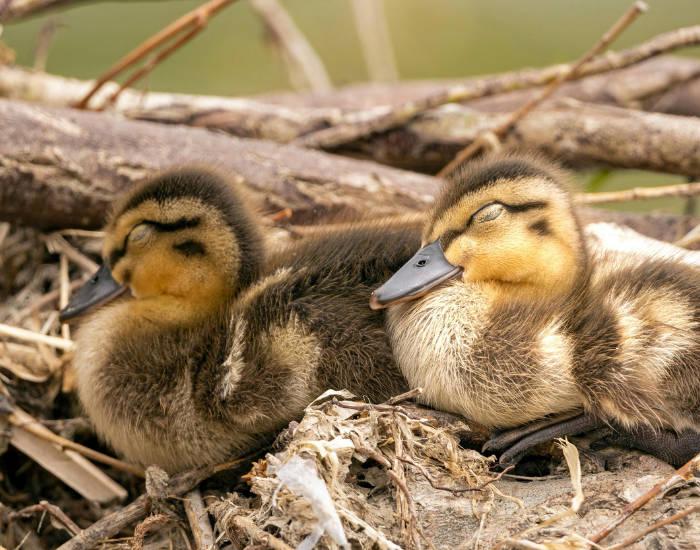 two ducklings in a nest