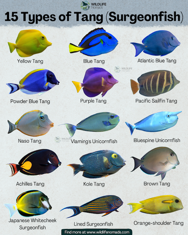 An educational poster titled "15 Types of Tang (Surgeonfish)" by Wildlife Nomads against a textured off-white background. It features clear, isolated profile illustrations of 15 distinct tang species organized in a three-by-five grid.
