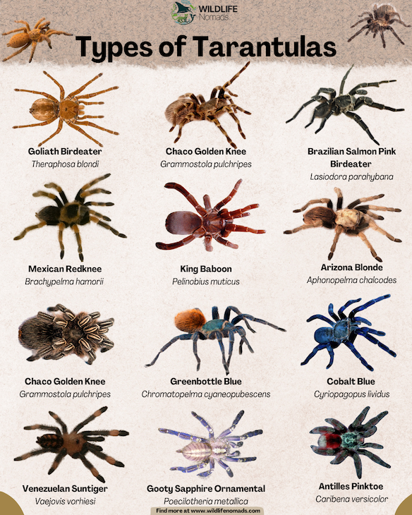 An educational visual chart titled "Types of Tarantulas" displaying a grid of various tarantula species labeled with their common and scientific names. Featured species include the Goliath Birdeater, Mexican Redknee, Greenbottle Blue, Cobalt Blue, Gooty Sapphire Ornamental, and Antilles Pinktoe.
