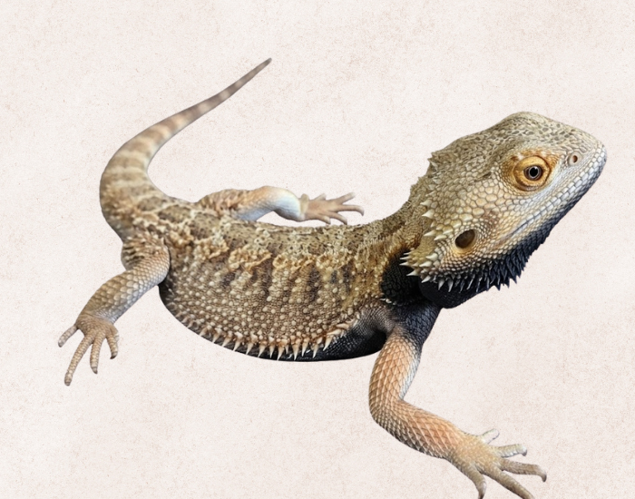 Witblits Bearded Dragon isolated illustration