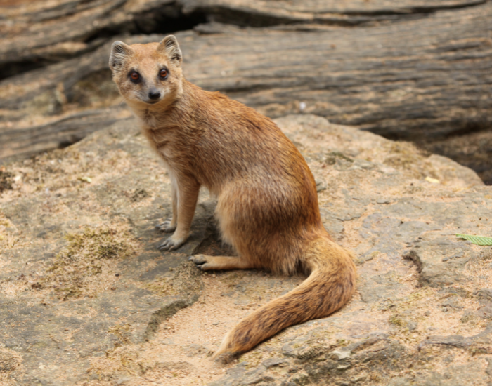A yellow mongoose sitting upright on light-colored rocks.