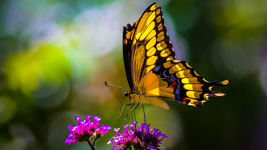 Close-up profile of a vibrant yellow swallowtail butterfly with black markings, blue accents, and red spots, perching on a cluster of small purple flowers against a soft, blurred green background.