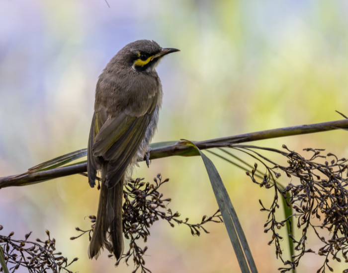 A Yellow-faced Honeyeater perched on a slender leafy branch. It features greyish-brown plumage highlighted by a distinct yellow stripe running across its face beneath the eye.