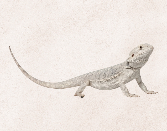 zero Bearded Dragon isolated illustration