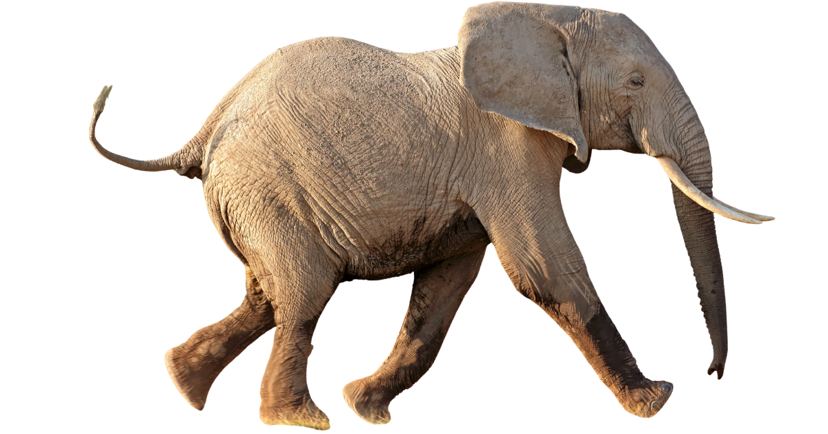 An African elephant standing in side profile, trunk down and ears out