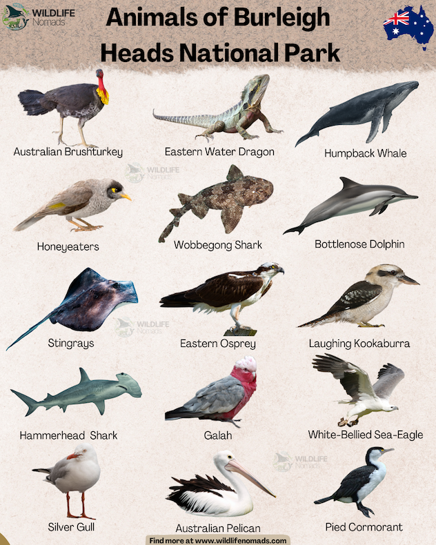 An educational infographic titled "Animals of Burleigh Heads National Park" by Wildlife Nomads. It displays a grid of 15 native Australian species with illustrations and names: Australian Brushturkey, Eastern Water Dragon, Humpback Whale, ad more