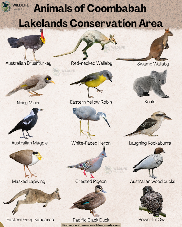 An infographic grid titled Animals of Coombabah Lakelands Conservation Area featuring illustrations of 15 local wildlife species, including a Koala, Eastern Grey Kangaroo, Red-necked Wallaby, Swamp Wallaby, Laughing Kookaburra, Powerful Owl, and Australian Magpie.