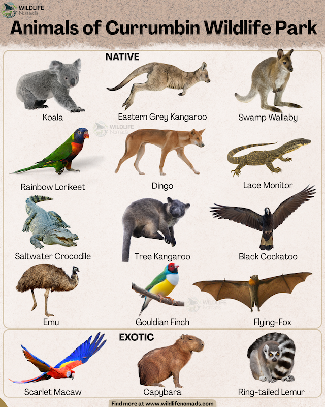 An educational infographic titled "Animals of Currumbin Wildlife Sanctuary" created by Wildlife Nomads. The image is split into two categories: "Native" animals featuring a Koala, Eastern Grey Kangaroo, Swamp Wallaby, Rainbow Lorikeet, Dingo, Lace Monitor, Saltwater Crocodile, Tree Kangaroo, Black Cockatoo, Emu, Gouldian Finch, and Flying-Fox; and "Exotic" animals featuring a Scarlet Macaw, Capybara, and Ring-tailed Lemur.
