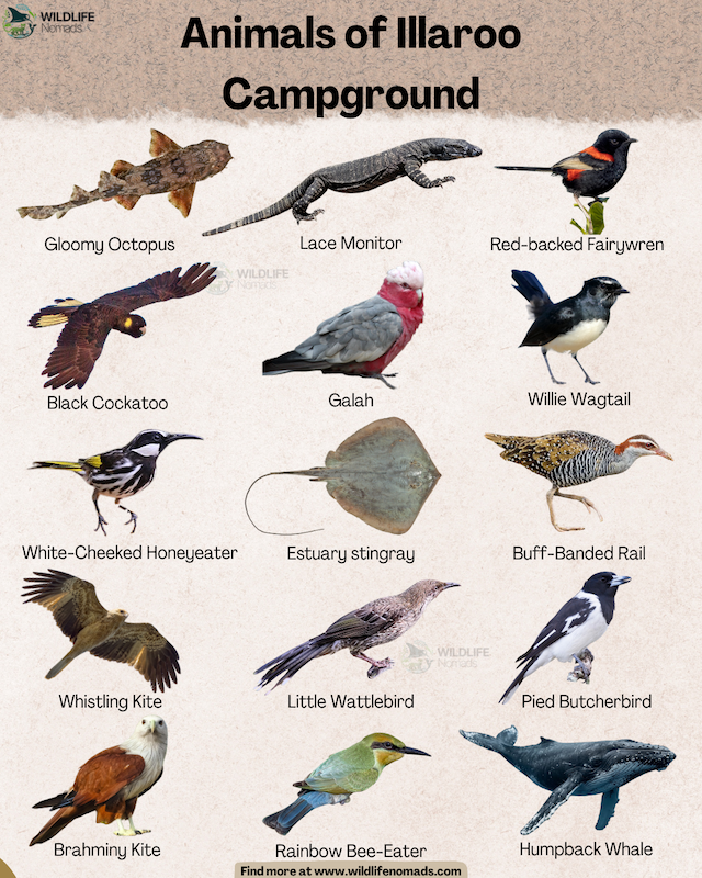 an infographic showing the Animals of Illaroo Campground NSW by wildlife nomads like galahs, black cockatoos, etc