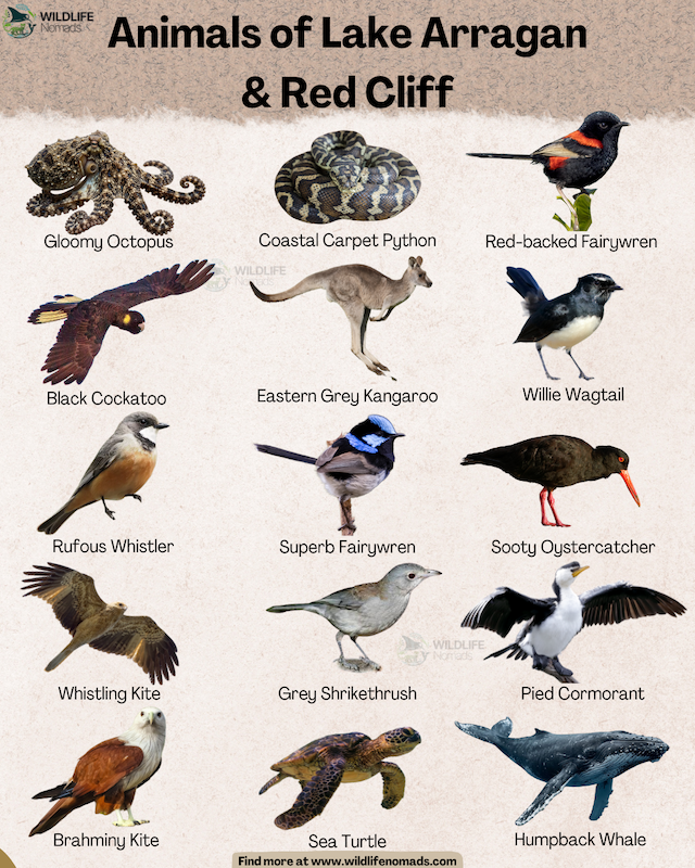 An educational wildlife infographic titled "Animals of Lake Arragan & Red Cliff" featuring 15 native Australian animal species arranged in a grid against a textured off-white background. The featured species include: Gloomy Octopus Coastal Carpet Python and others