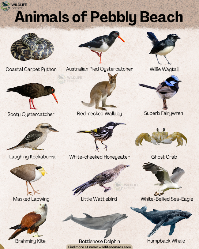An infographic chart featuring 15 individual photos of diverse animals found at Pebbly Beach in New South Wales, Australia. Each animal photo includes its common name. The animals listed are: Coastal Carpet Python, Australian Pied Oystercatcher, Willie Wagtail, and others