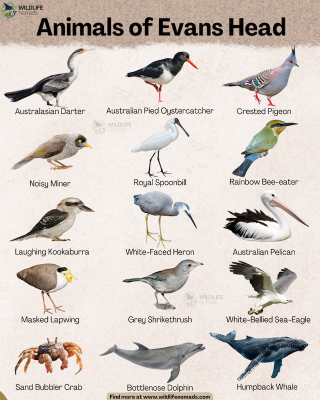 An educational infographic poster titled "Animals of Evans Head" displaying a grid of 12 native coastal and marine species with labels on a textured light background. The visual guide features diverse wildlife ranging from the Rainbow Bee-eater, Royal Spoonbill, and Laughing Kookaburra to the Sand Bubbler Crab, Bottlenose Dolphin, and Humpback Whale.