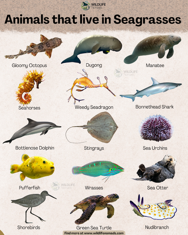 An educational infographic titled "Animals that live in Seagrasses" displaying labelled illustrations of 15 marine species, including dugongs, sea turtles, seahorses, and sea otters.