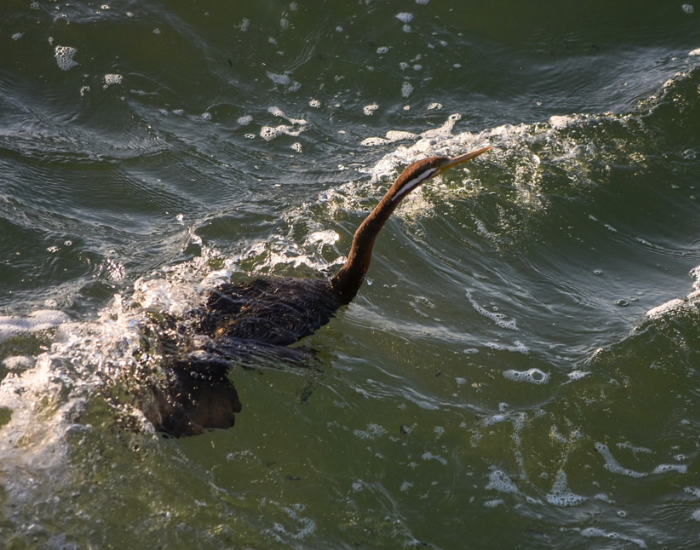 Australasian Darter swimming through choppy water with its long neck above the surface.