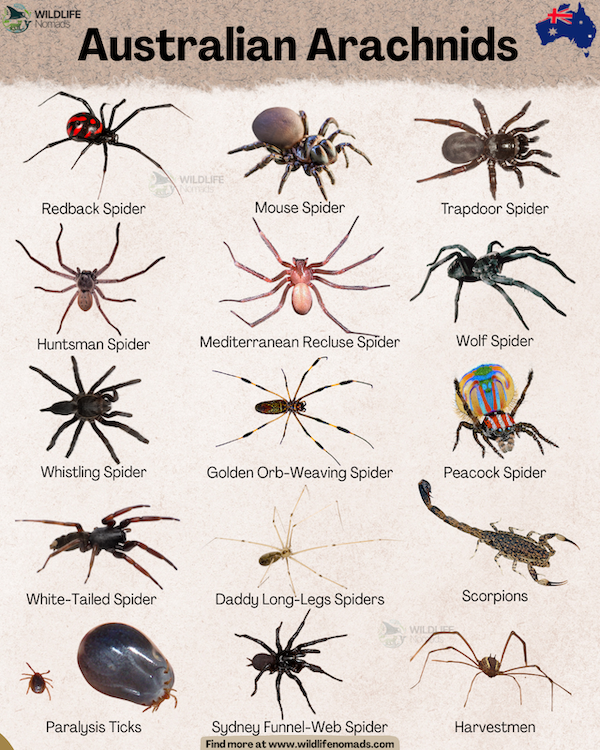 An educational visual infographic titled "Australian Arachnids" featuring illustrations and labels for 15 species, including the Redback Spider, Sydney Funnel-Web Spider, Huntsman, Mouse Spider, Peacock Spider, Scorpions, and Paralysis Ticks.