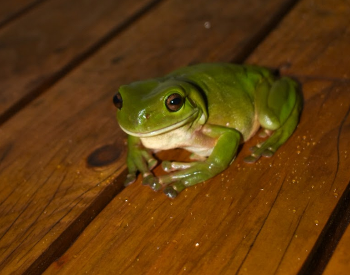 an Australian Green Tree Frog on a wooden floor