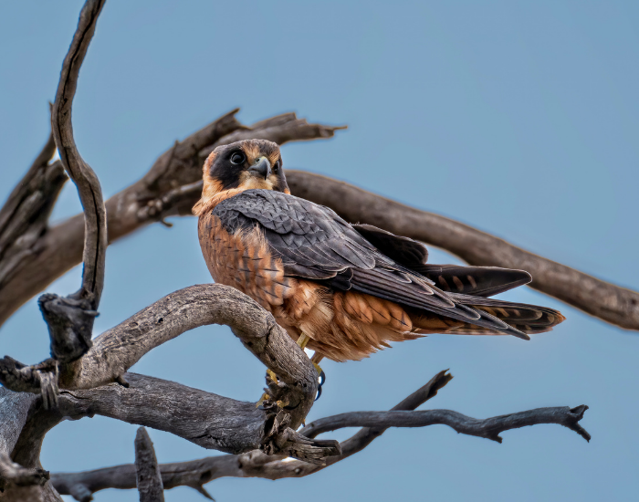 An Australian Hobby perched on a bare, twisted tree branch looking back over its shoulder against a clear blue sky.