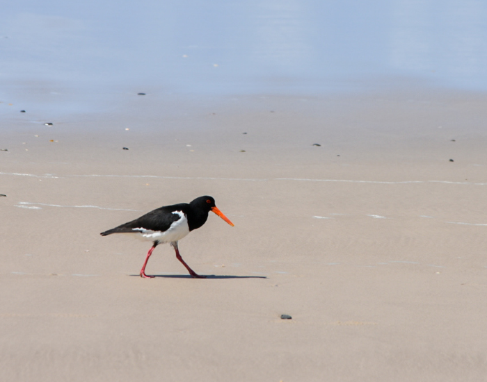 an Australian Pied Oystercatcher walking on a beach